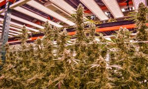 Plantabis Dispensary